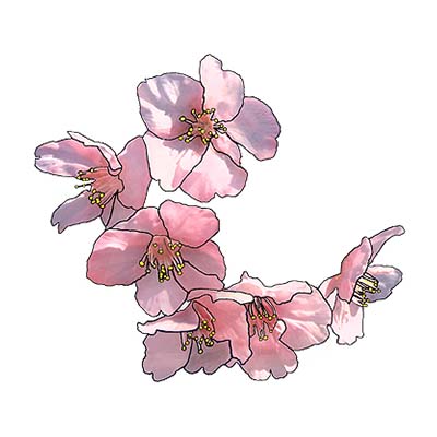 Feminine Cherry Blossoms Design Water Transfer Temporary Tattoo(fake Tattoo) Stickers NO.10707
